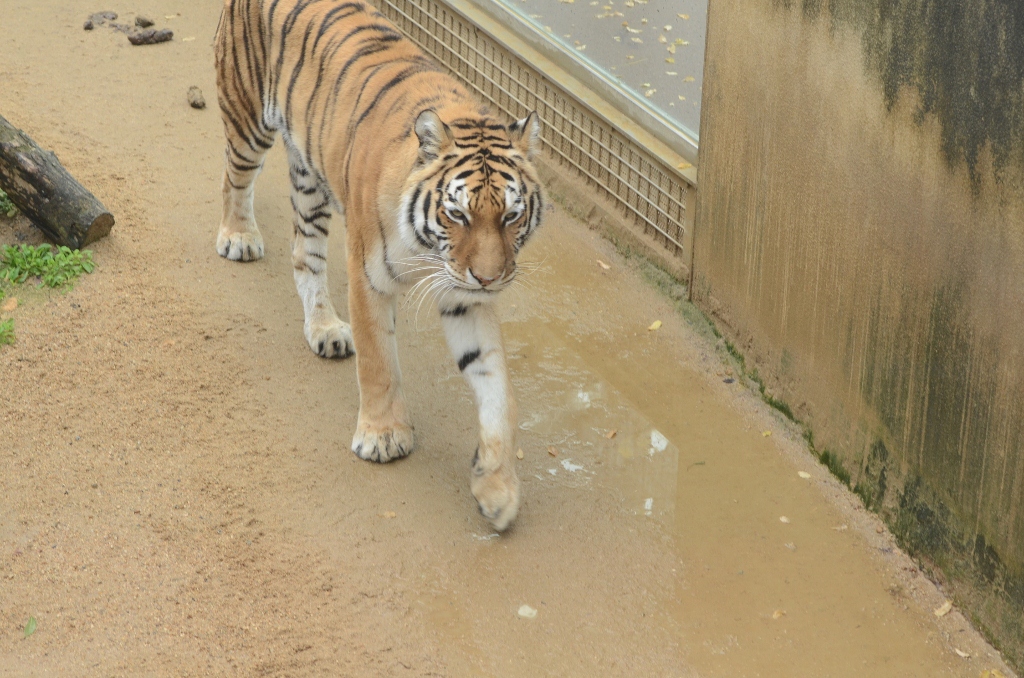 ２０１３年２月　王子動物園　シゲジロウくん、さようなら_a0052986_22473729.jpg