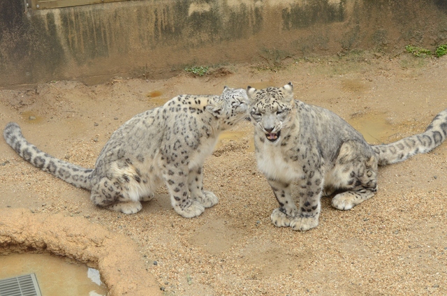 ２０１３年２月　王子動物園　シゲジロウくん、さようなら_a0052986_22512571.jpg