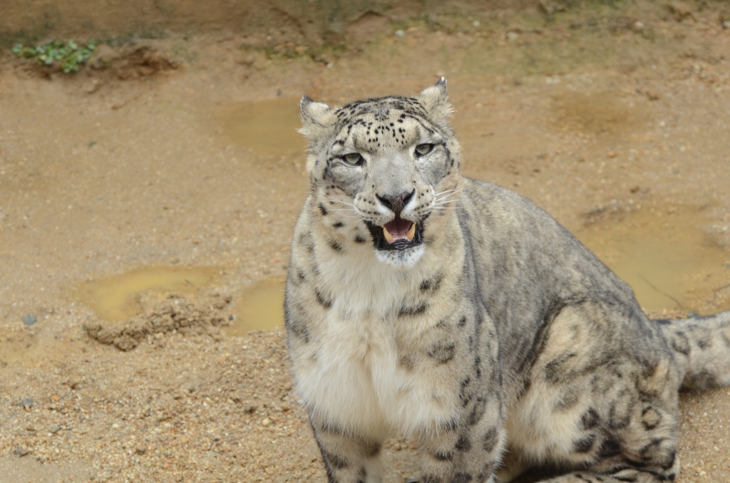 ２０１３年２月　王子動物園　シゲジロウくん、さようなら_a0052986_22514226.jpg