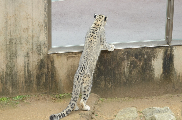 ２０１３年２月　王子動物園　シゲジロウくん、さようなら_a0052986_22515447.jpg