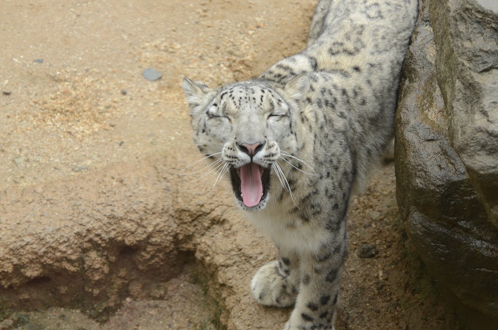 ２０１３年２月　王子動物園　シゲジロウくん、さようなら_a0052986_22521159.jpg