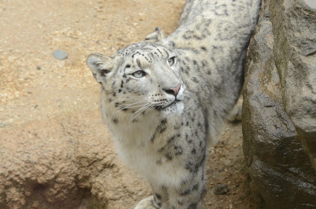 ２０１３年２月　王子動物園　シゲジロウくん、さようなら_a0052986_22523088.jpg