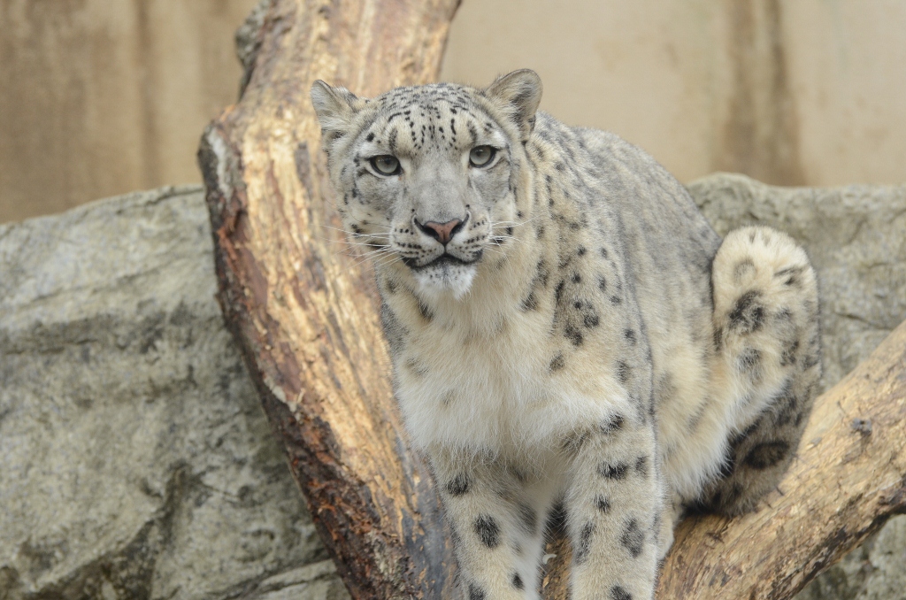 ２０１３年２月　王子動物園　シゲジロウくん、さようなら_a0052986_22524397.jpg