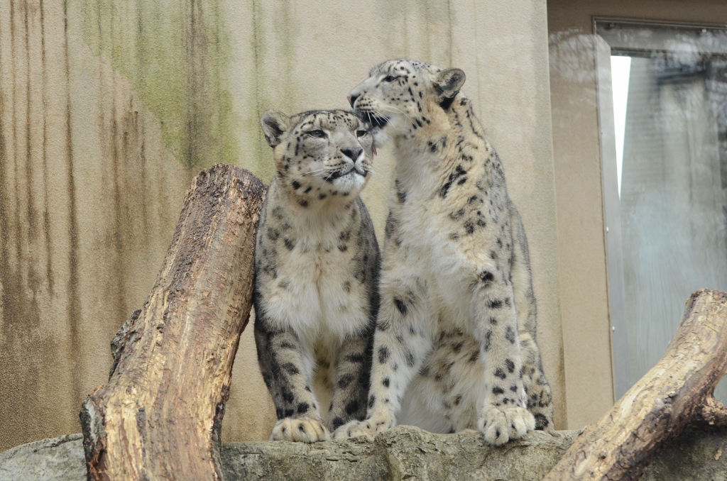 ２０１３年２月　王子動物園　シゲジロウくん、さようなら_a0052986_22535898.jpg