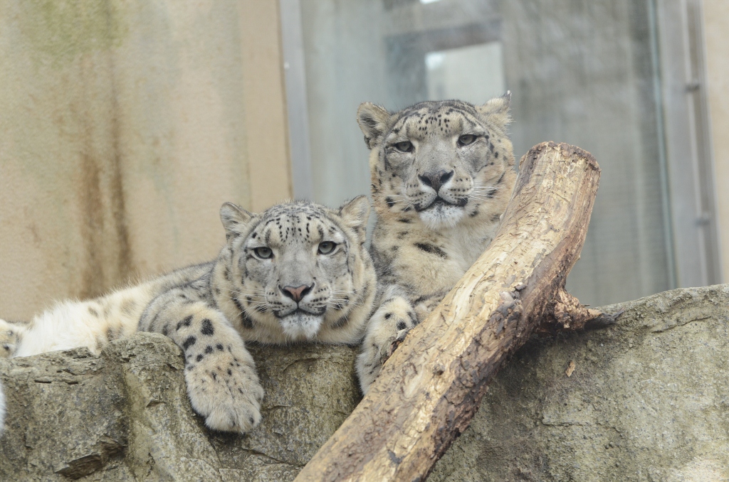 ２０１３年２月　王子動物園　シゲジロウくん、さようなら_a0052986_2253795.jpg