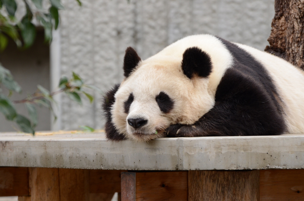 ２０１３年２月　王子動物園　シゲジロウくん、さようなら_a0052986_22543881.jpg