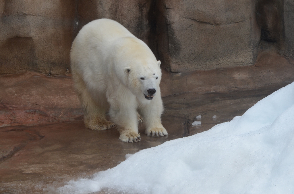 ２０１３年２月　王子動物園　シゲジロウくん、さようなら_a0052986_2255647.jpg