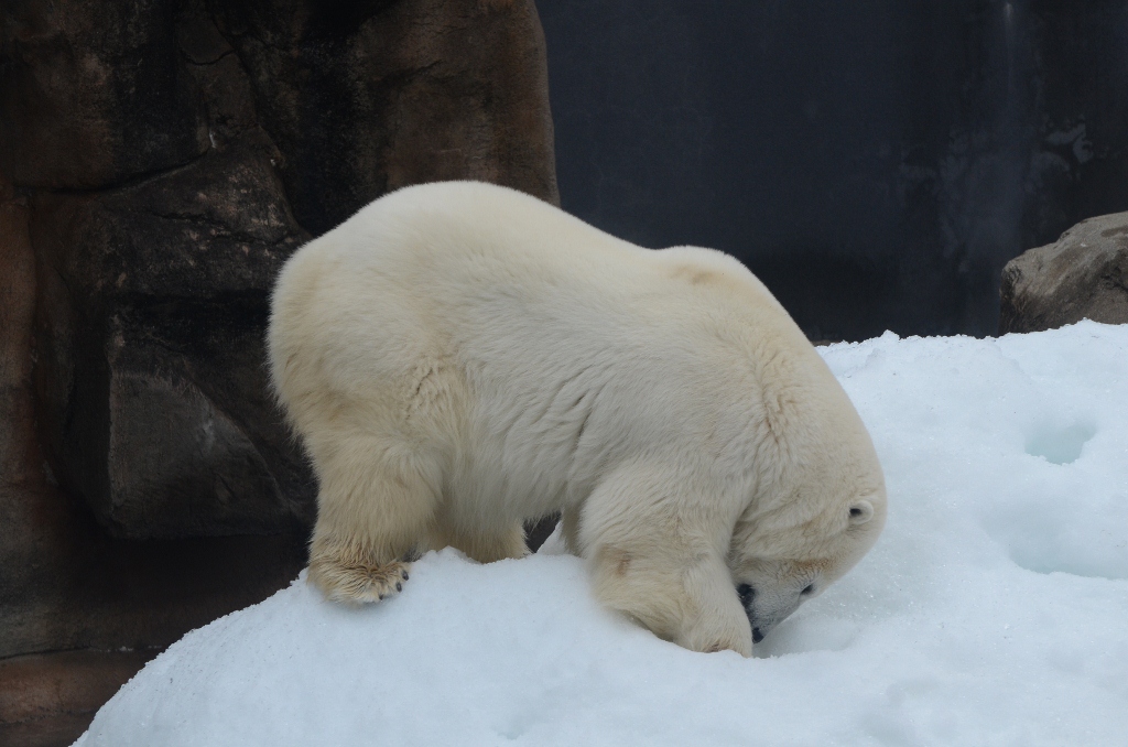 ２０１３年２月　王子動物園　シゲジロウくん、さようなら_a0052986_22561625.jpg