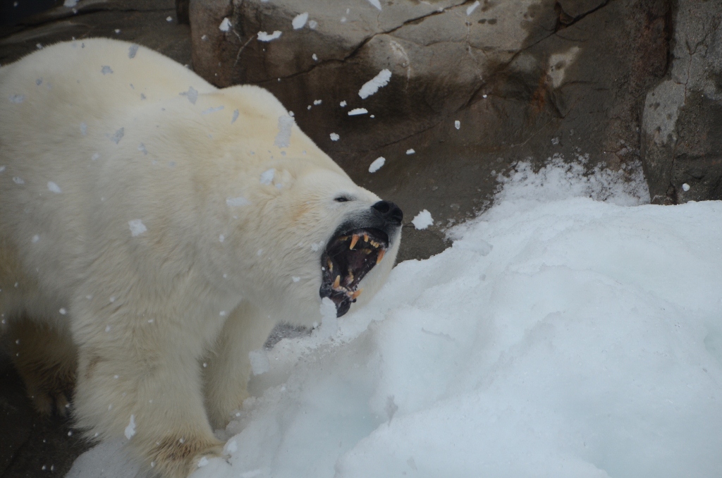 ２０１３年２月　王子動物園　シゲジロウくん、さようなら_a0052986_22571353.jpg