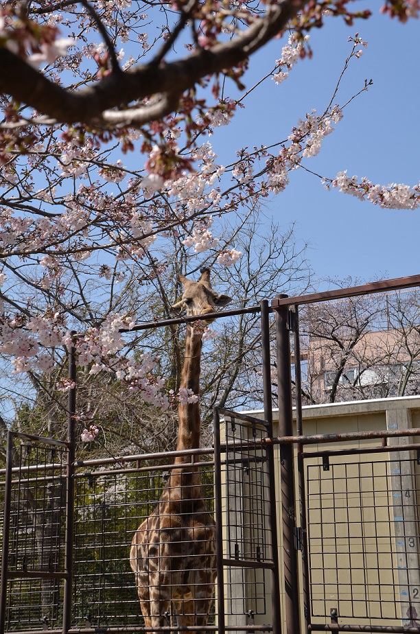 ２０１３年２月　王子動物園　シゲジロウくん、さようなら_a0052986_2316673.jpg