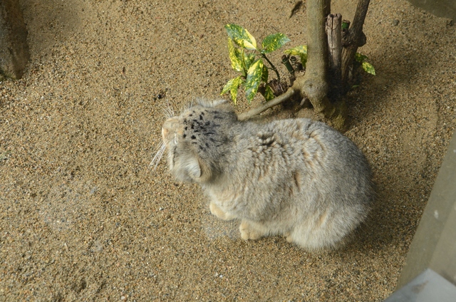 ２０１３年２月　王子動物園　シゲジロウくん、さようなら_a0052986_2382474.jpg