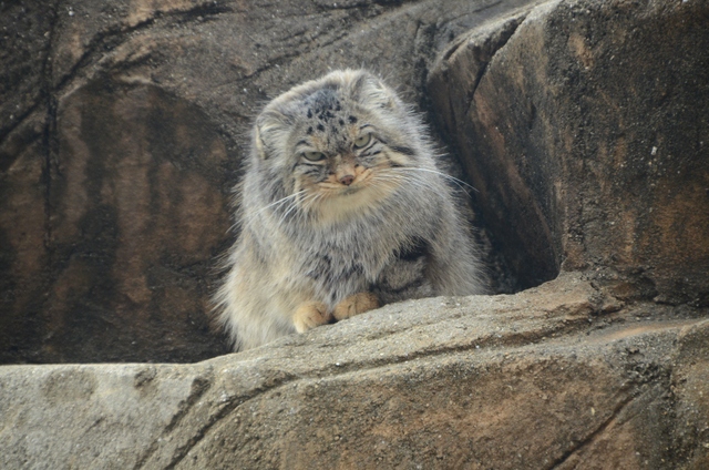 ２０１３年２月　王子動物園　シゲジロウくん、さようなら_a0052986_2385187.jpg