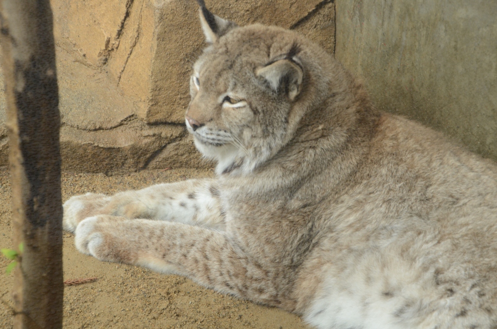 ２０１３年２月　王子動物園　シゲジロウくん、さようなら_a0052986_239978.jpg