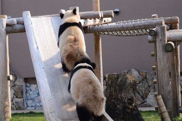 ２０１３年１月白浜パンダ見隊２その２　海ちゃん陽ちゃんのプロレスと優ちゃん一人遊び_a0052986_7563784.jpg