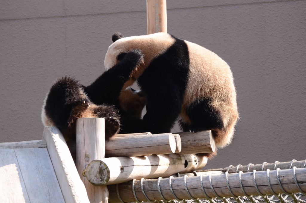 ２０１３年１月白浜パンダ見隊２その２　海ちゃん陽ちゃんのプロレスと優ちゃん一人遊び_a0052986_824688.jpg