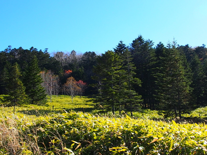 秋の北八ヶ岳紀行 Ⅱ　最終章　　麦草峠へ_e0195587_1840387.jpg