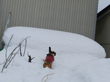 f0205887_17434617.gif