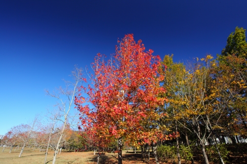 c0211309_1425745.jpg