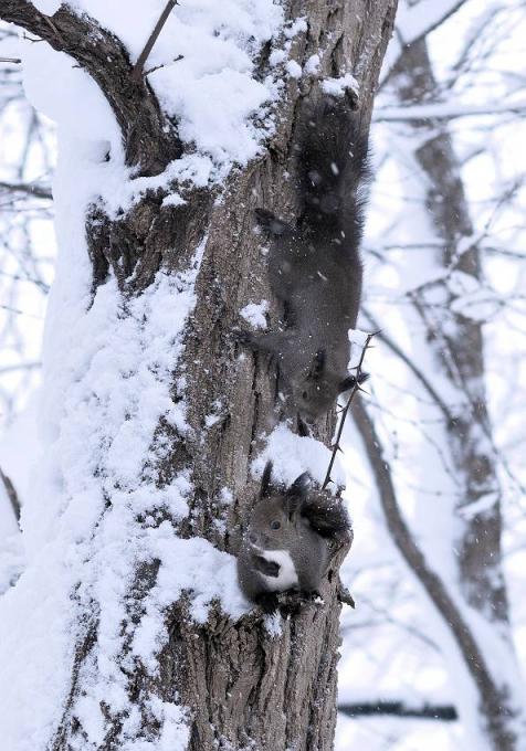 北の森は・・吹雪_d0098721_17243929.jpg