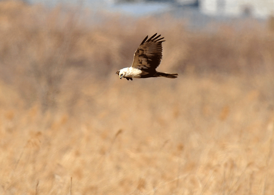 葦原にて　　チュウヒ(頭部から胸にかけて白化)_d0290240_22151542.gif