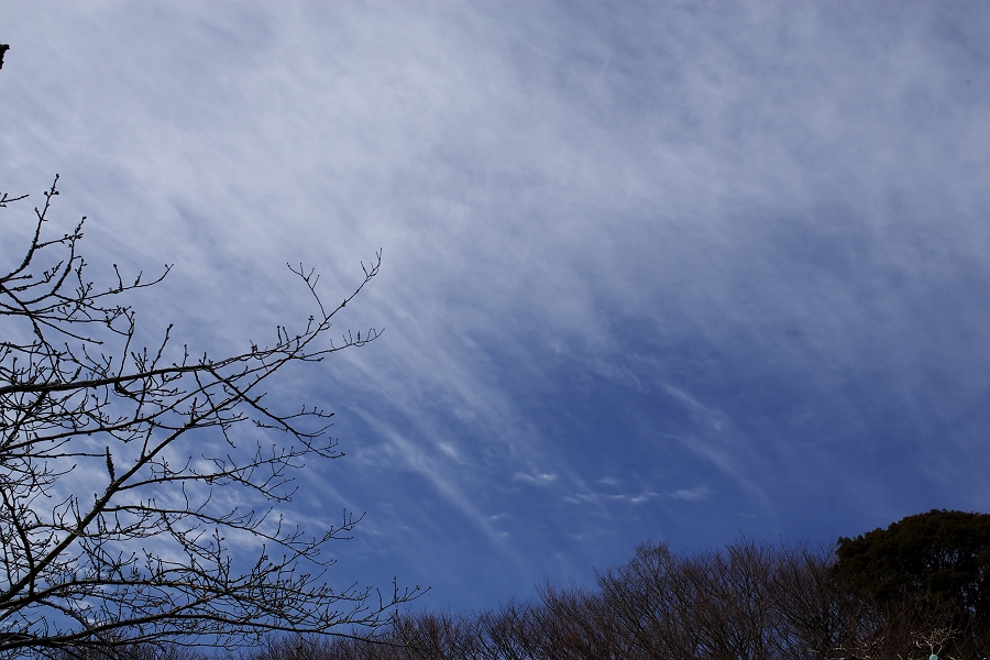 ２０１３．２．２蓮華寺池公園のお散歩_a0264542_0513756.jpg