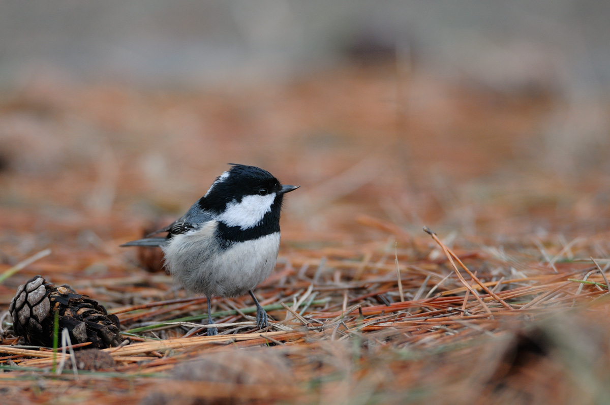 ２０１３年１月、２月の鳥たち_a0039245_1251576.jpg