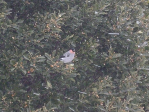 b0238249_11304863.jpg