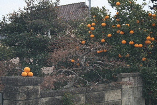 e0126350_1725744.jpg