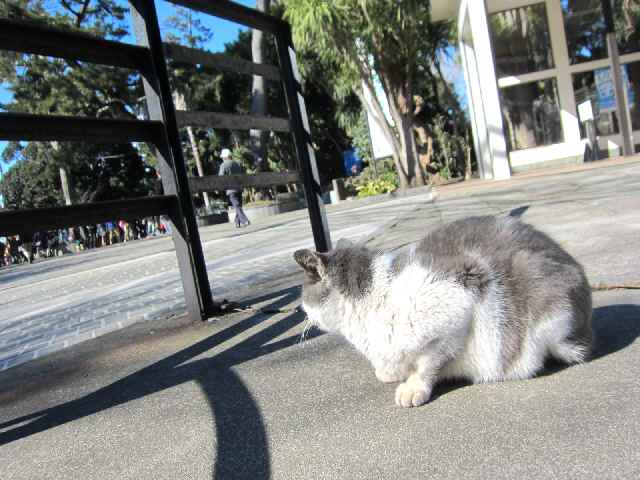 【例の首輪の江ノ島猫ってこの猫なの？】_c0042960_152479.jpg