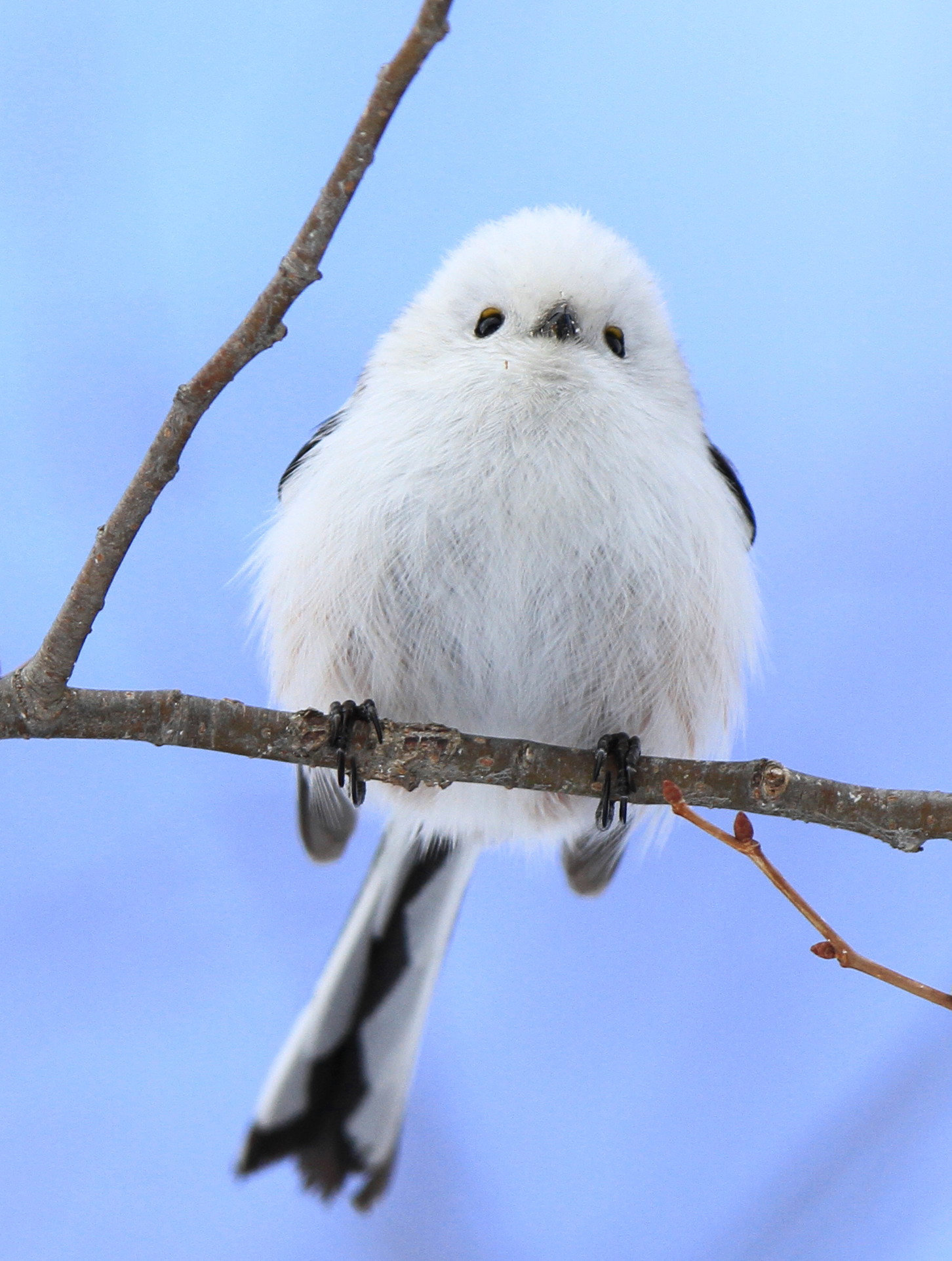 公園の鳥と アイヌモシリの野生たち 獣と野鳥の写真図鑑