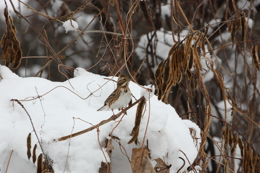 長野で探鳥1_a0167480_17191285.jpg