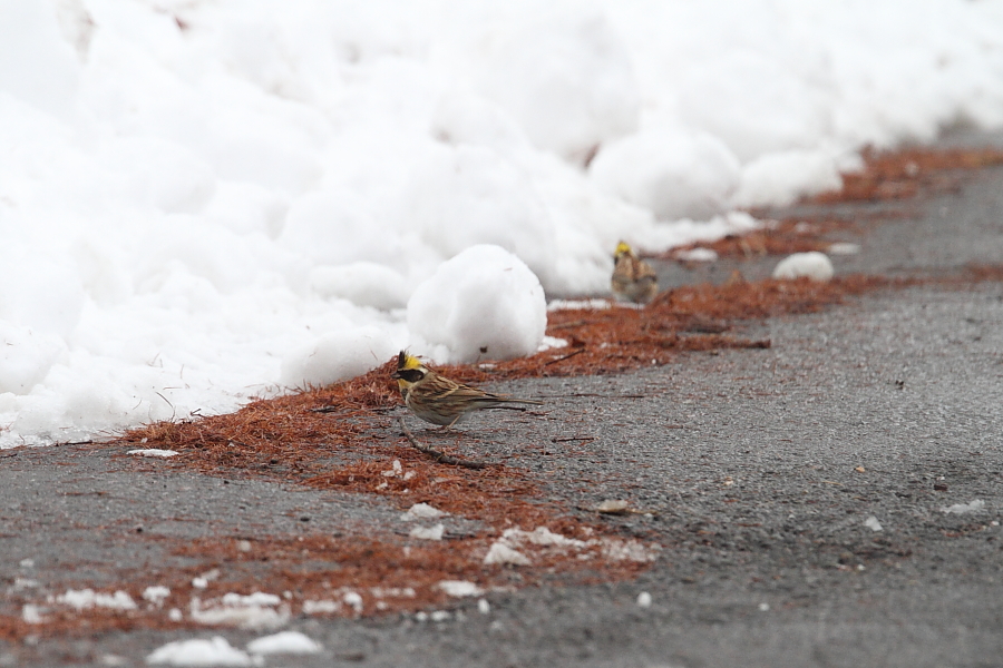 長野で探鳥1_a0167480_17252310.jpg