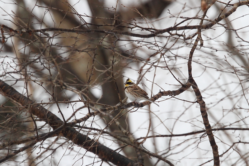 長野で探鳥1_a0167480_17254481.jpg