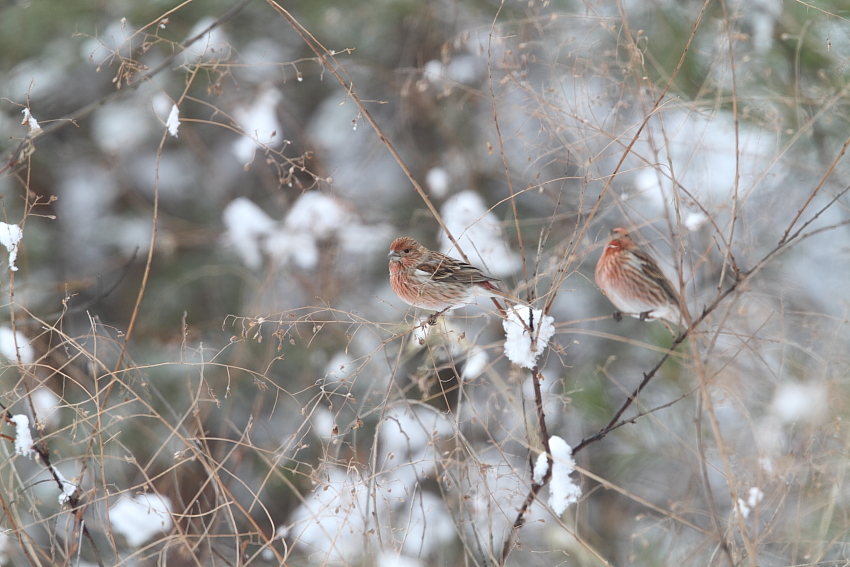 長野で探鳥5_a0167480_17593759.jpg