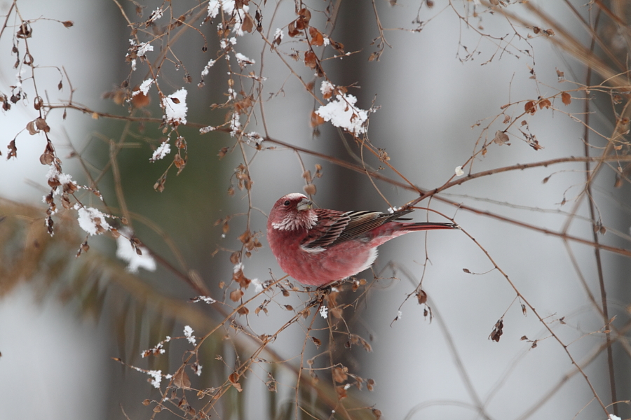 長野で探鳥5_a0167480_1801679.jpg