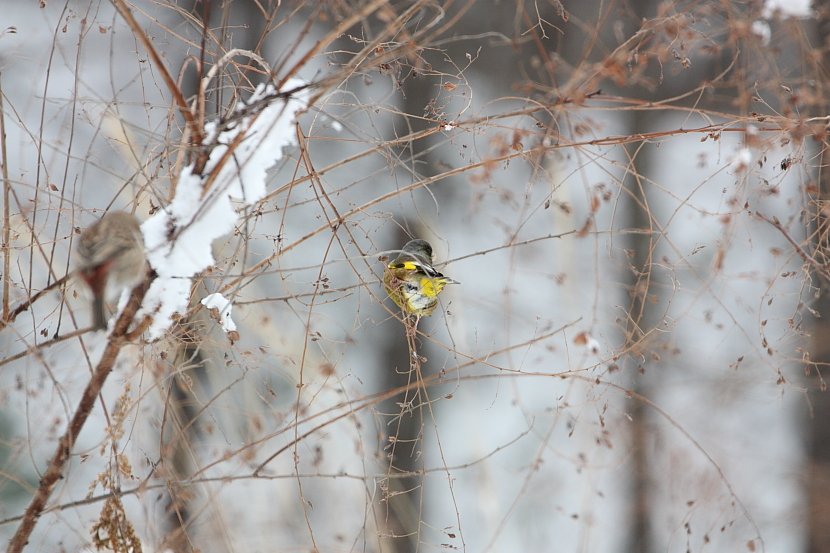 長野で探鳥5_a0167480_1824765.jpg