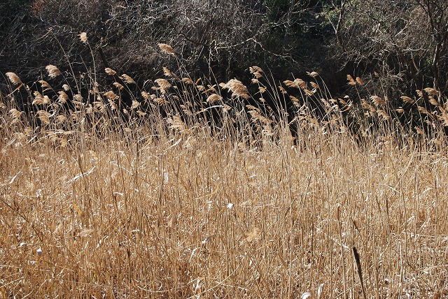 c0124100_21594938.jpg