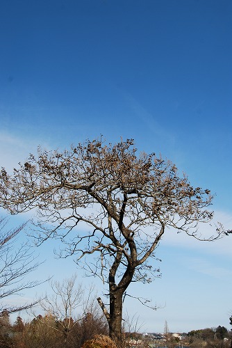 春を探しに…緑の森博物館へ_c0124100_2201485.jpg