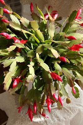 a0123003_21513539.jpg