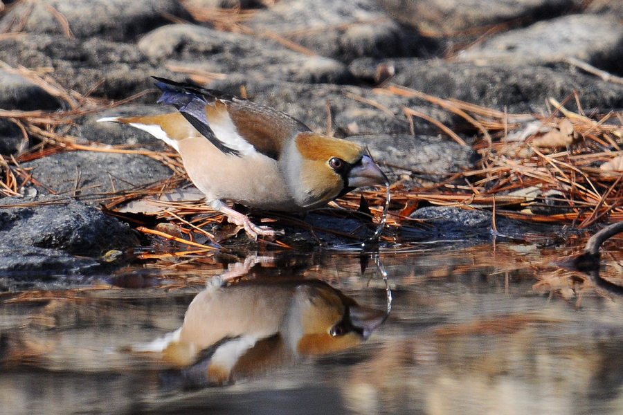 シメ　水場で_a0189912_17481055.jpg