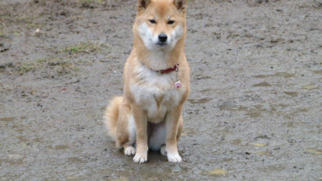 a0190414_17351648.jpg