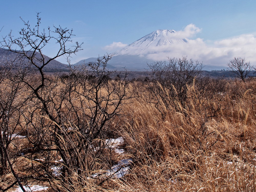 20130203 富士の散歩道：ミヤマカラスシジミの越冬卵_d0090322_183627.jpg