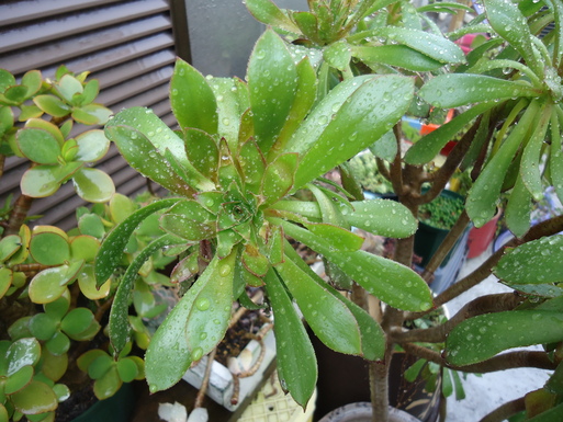 d0225727_8142773.jpg