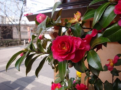 八坂神社節分_b0069630_9514767.jpg