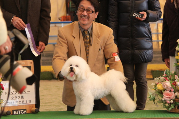 ビションフリーゼ：ジュリアちゃん今年最初のショーです_b0193632_1430386.jpg