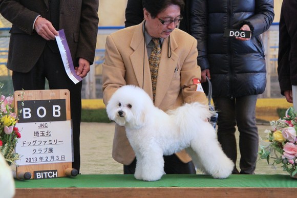 ビションフリーゼ：ジュリアちゃん今年最初のショーです_b0193632_1433164.jpg