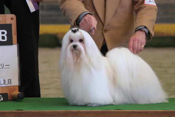 ビションフリーゼ：ジュリアちゃん今年最初のショーです_b0193632_14344083.jpg