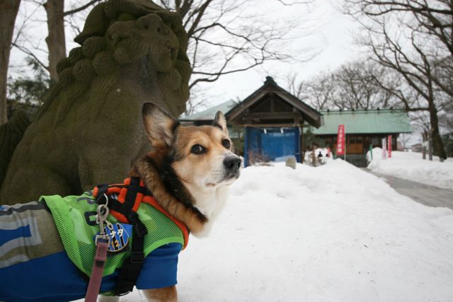 参道の犬も祈願す春隣_b0031538_23171170.jpg