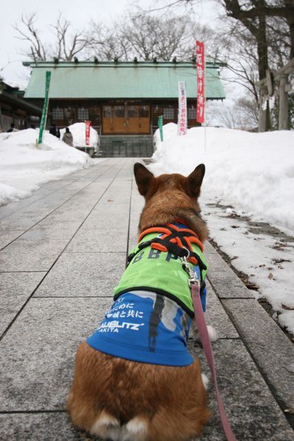 参道の犬も祈願す春隣_b0031538_23183881.jpg