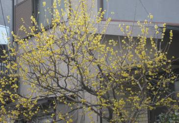 昨日、団地内で蝋梅の花に出あいました。_b0115553_8143516.jpg